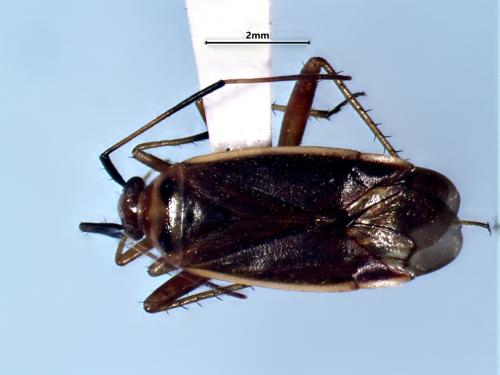 Adelphocoris rapidus
